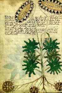 Los girasoles del Voynich