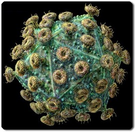Obervese este virus con forma dodecaédrica y ventosas adheridas a su cápsula