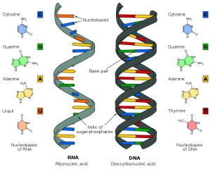 ARN-ADN
