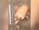 Descubren un cráneo alargado en Chile